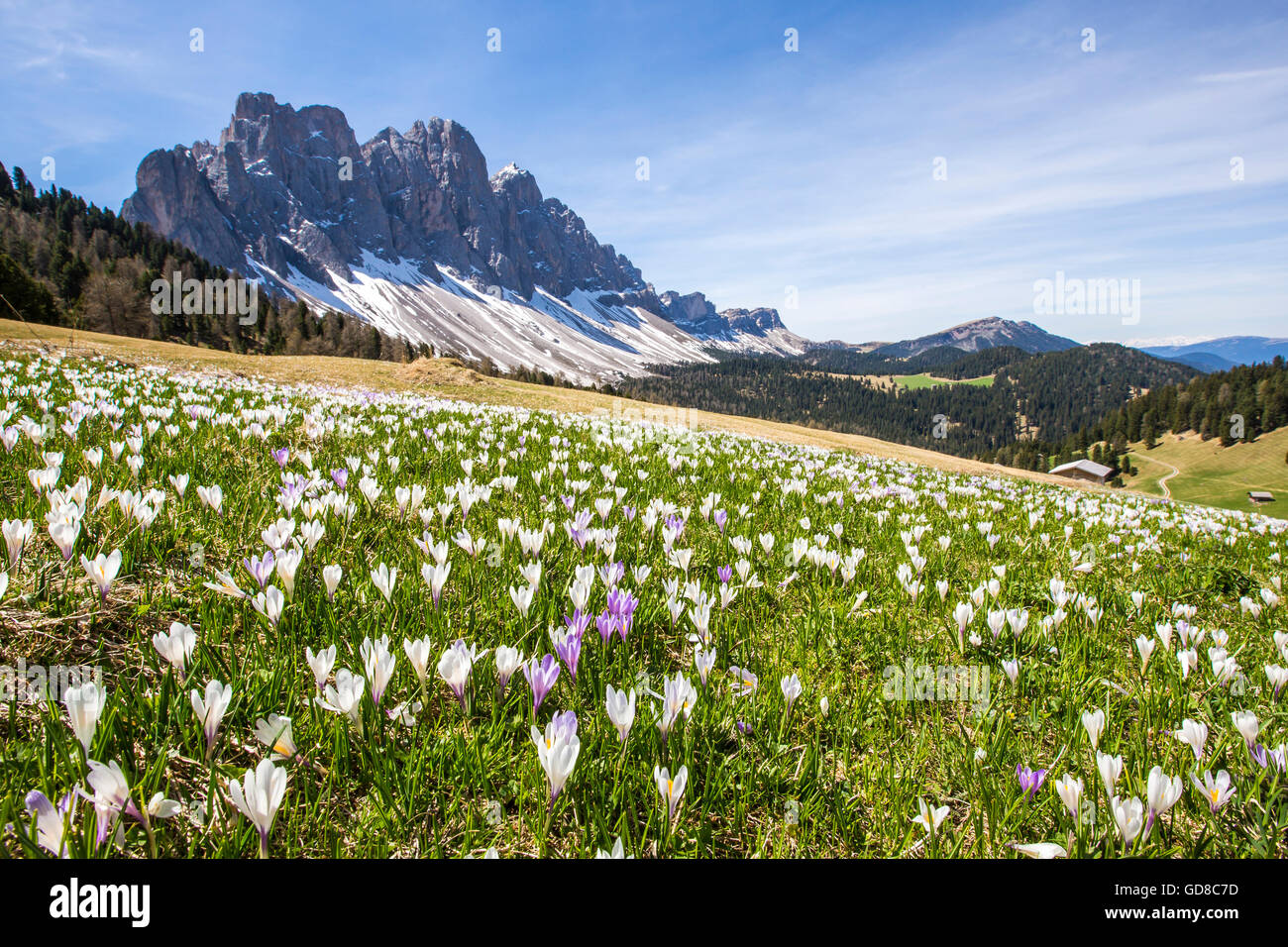 I fiori sbocciano sui prati ai piedi delle Odle Gampen Alm Val di Funes Alto Adige Dolomiti Italia Europa Foto Stock