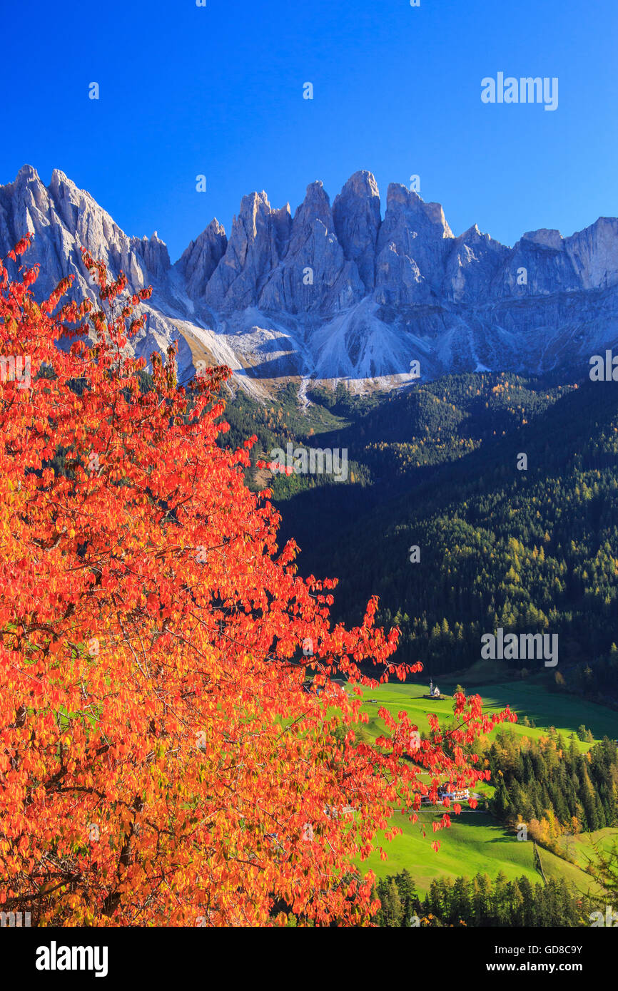 Colori d'autunno alberi telaio il gruppo delle Odle a Santa Maddalena Val di Funes Alto Adige Dolomiti Italia Europa Foto Stock