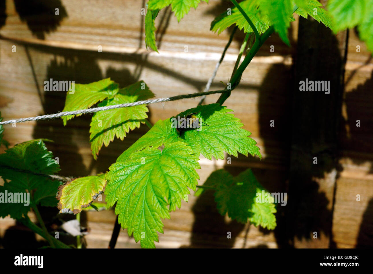 BUMBLE BEE sulla foglia di lampone Foto Stock