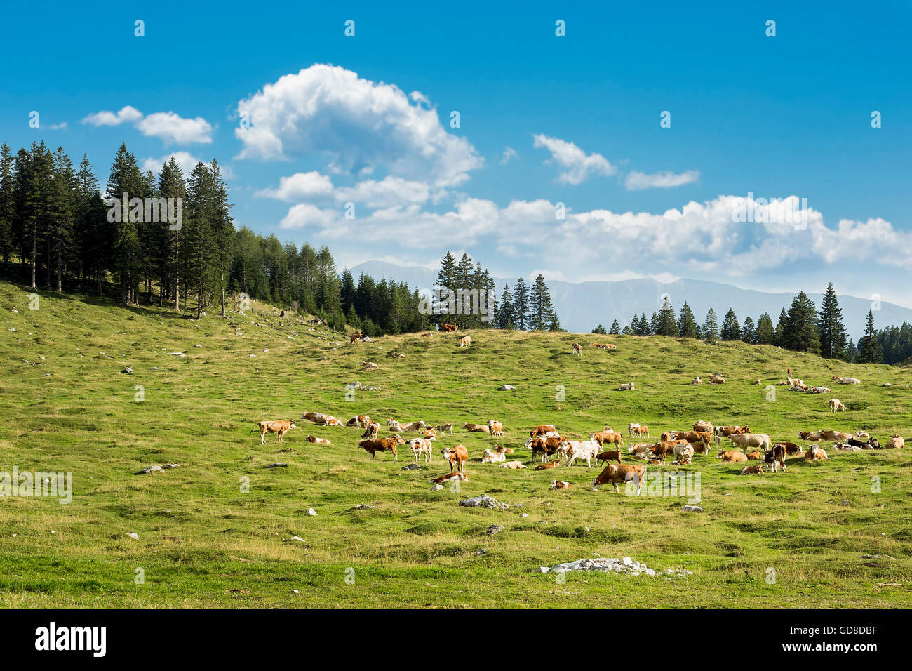 Le mucche sono mangiare erba, su una montagna. Foto Stock