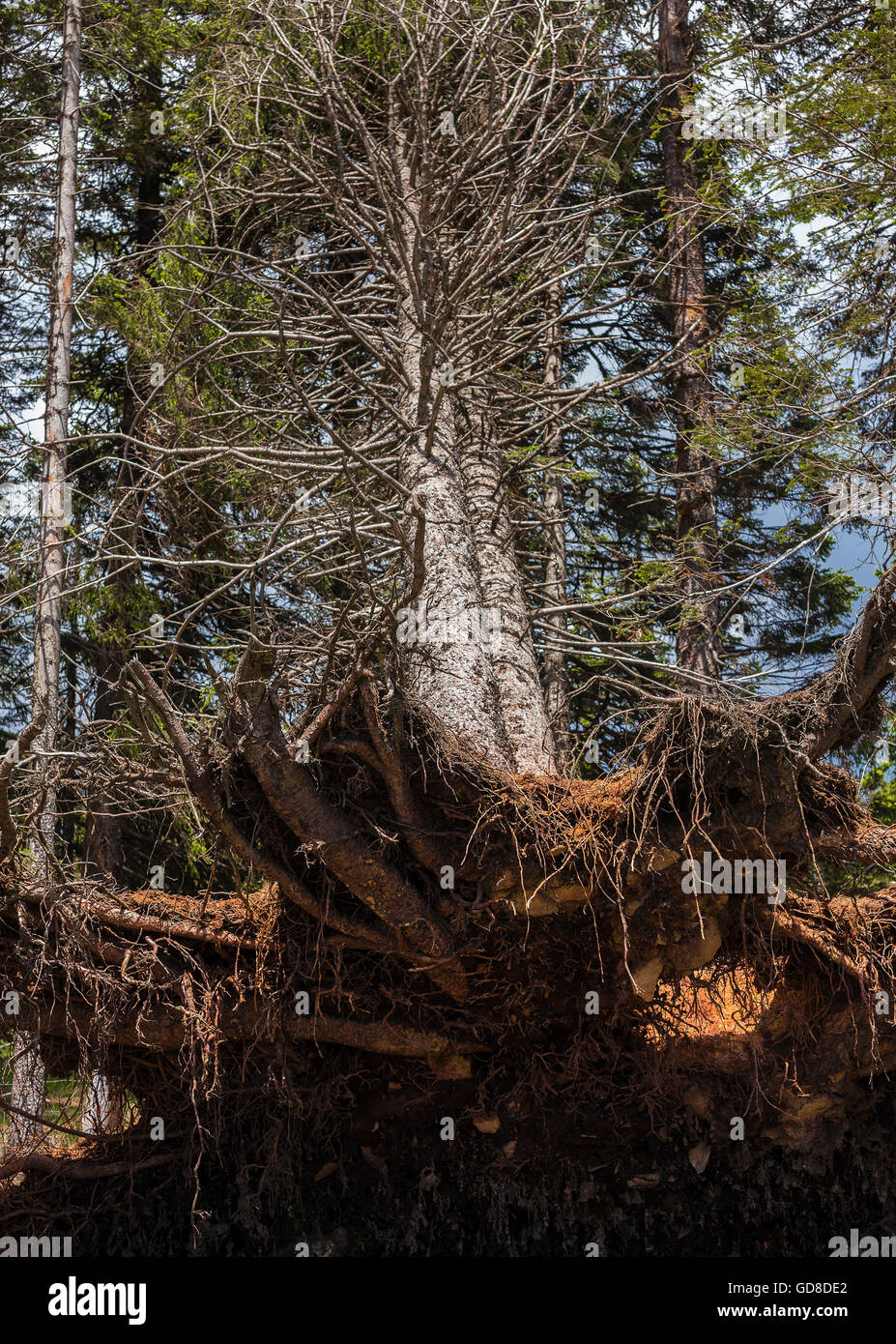 Estratto albero dal forte vento. Foto Stock