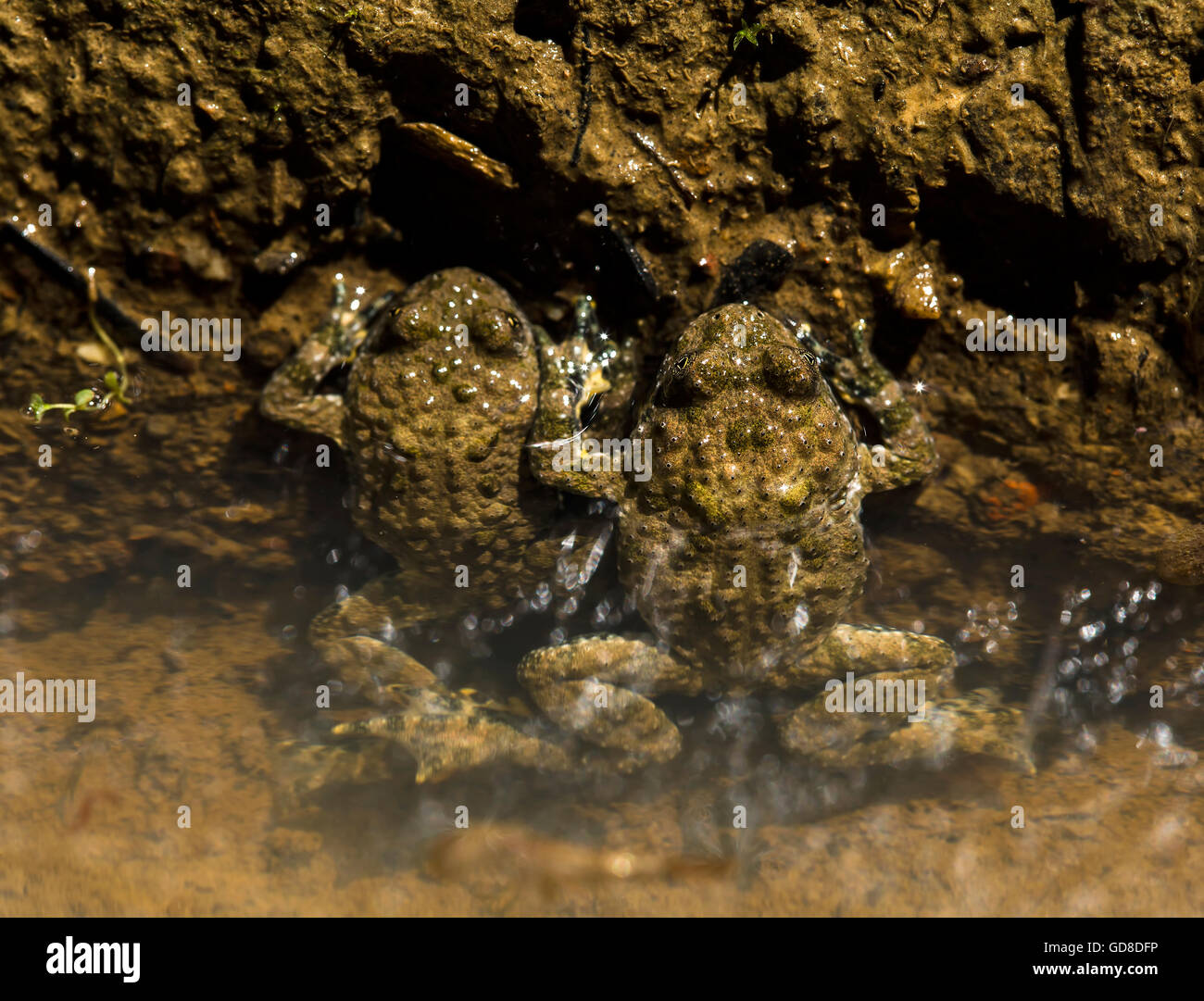 Due rane in acqua, rilassante in un piccolo stagno. Foto Stock