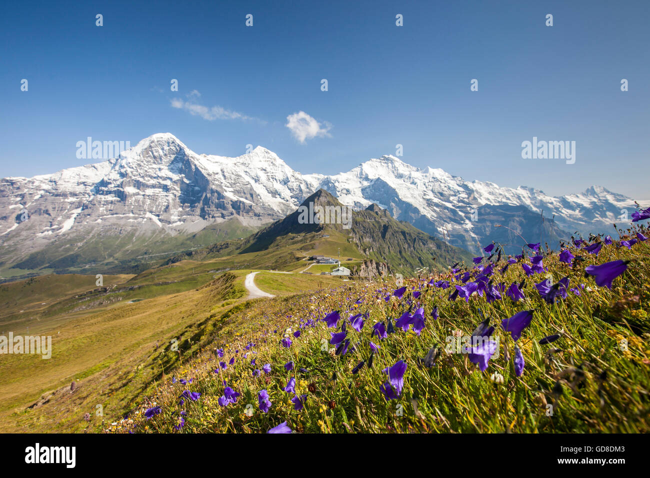 Fiori viola il framing Monte Eiger Mannlichen Grindelwald Oberland Bernese Cantone di Berna in Svizzera Europa Foto Stock