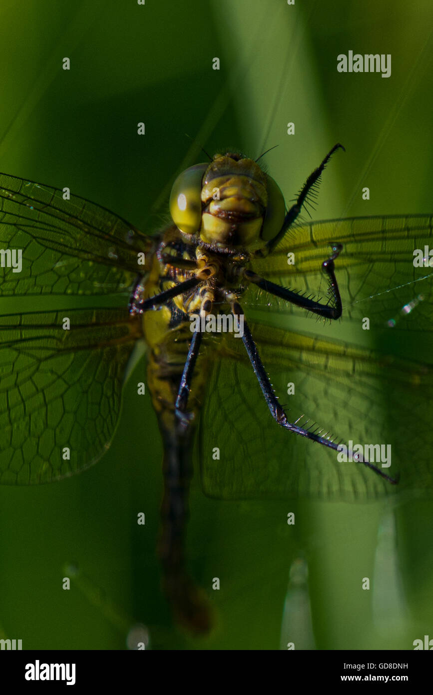 In prossimità di un comune femmina Darter - Sympetrum striolatum Dragonfly catturati in una spider web al serbatoio Wilstone Foto Stock