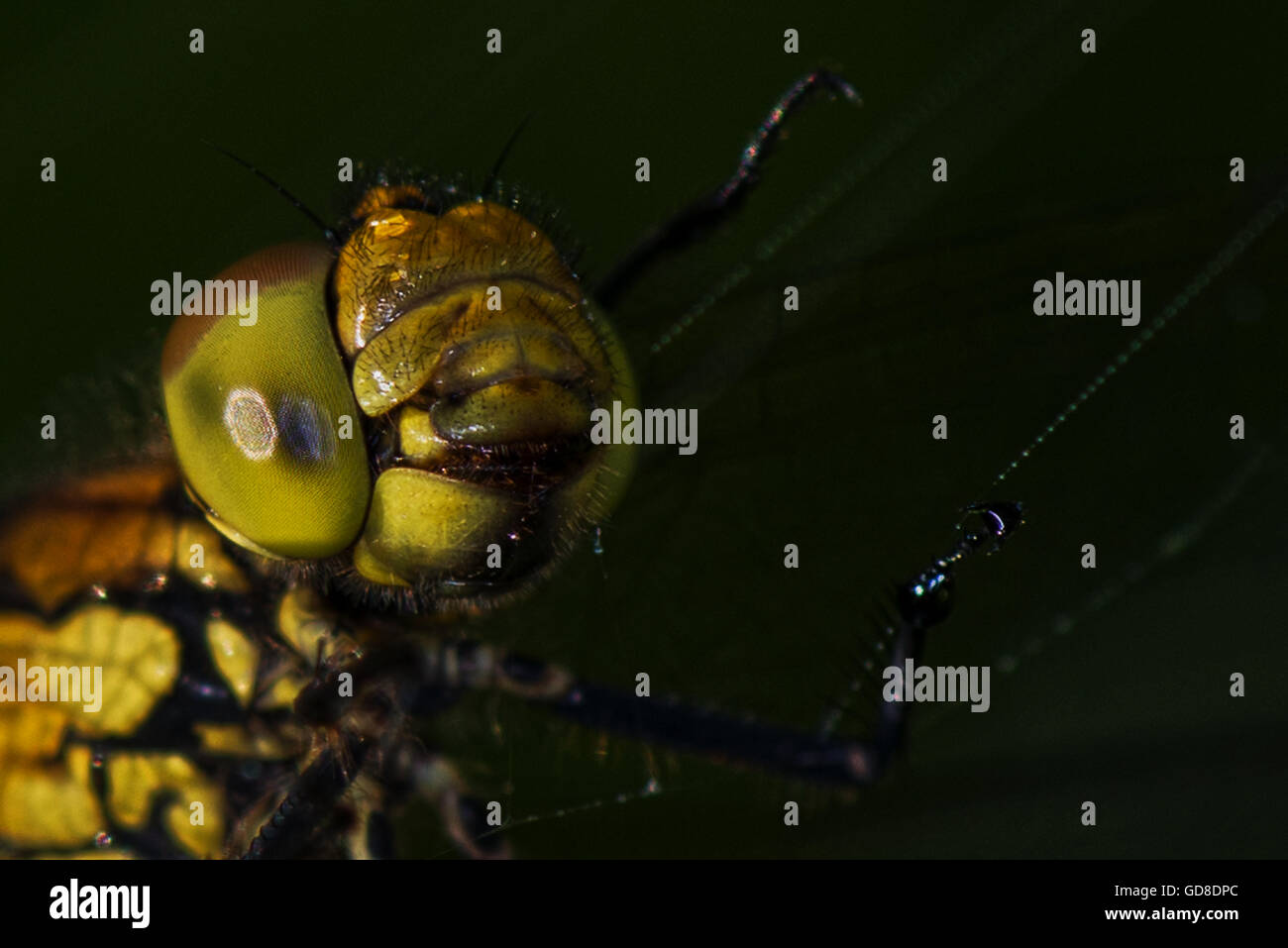 In prossimità di un comune femmina Darter - Sympetrum striolatum Dragonfly catturati in una spider web al serbatoio Wilstone Foto Stock