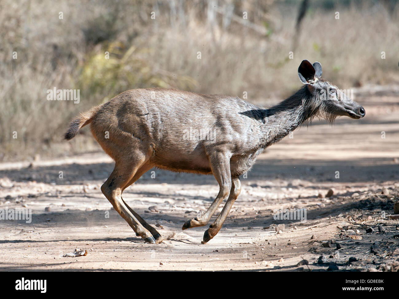 L'immagine di Sambar Deer ( Rusa unicolor) su run è stato preso in Bandavgarh national park, India Foto Stock