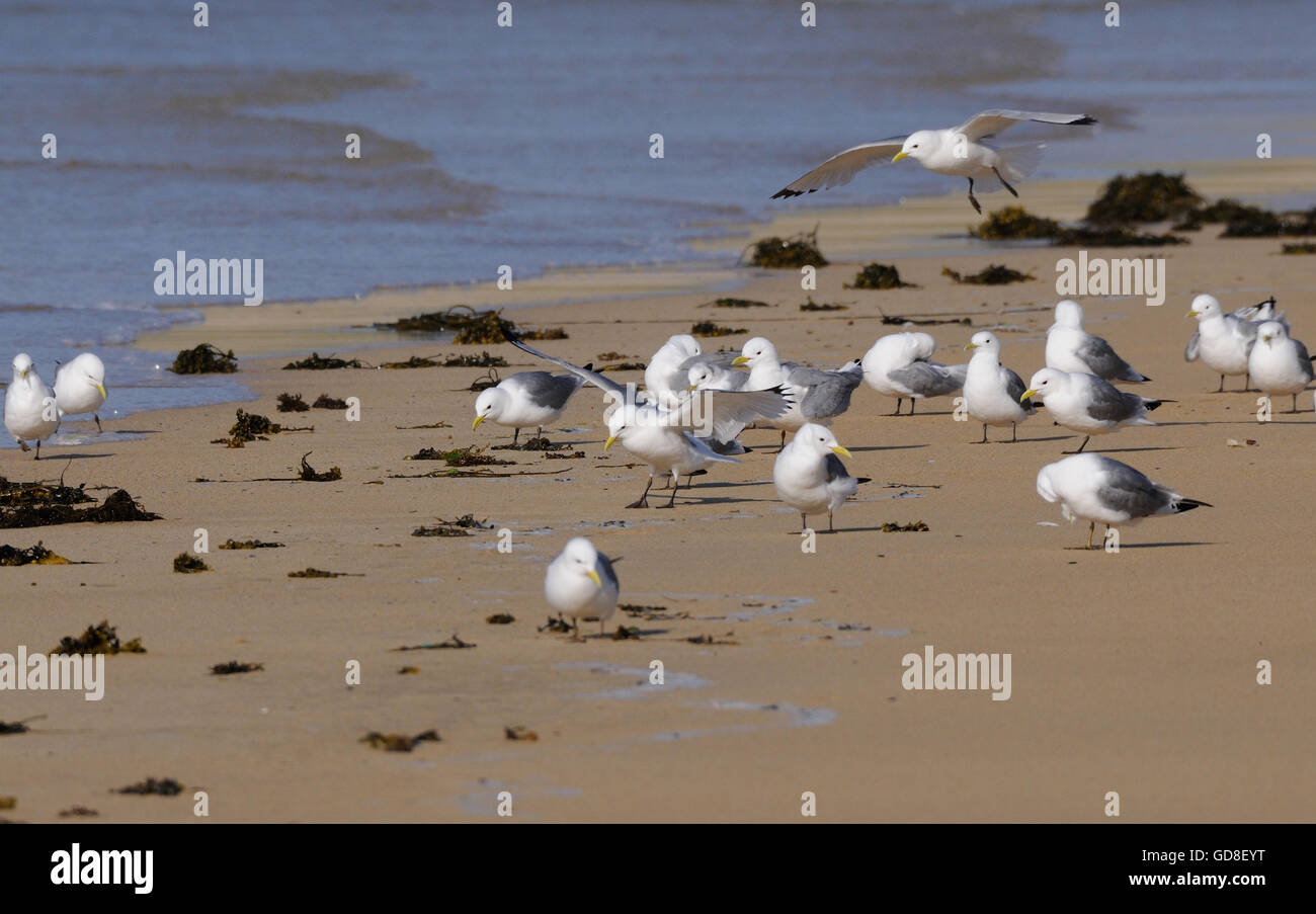 Kittiwakes (Rissa tridactyla) si radunano sulla spiaggia nella baia di Kiloran. Colonsay, Ebridi Interne, Argyll, Scotland, Regno Unito. Foto Stock