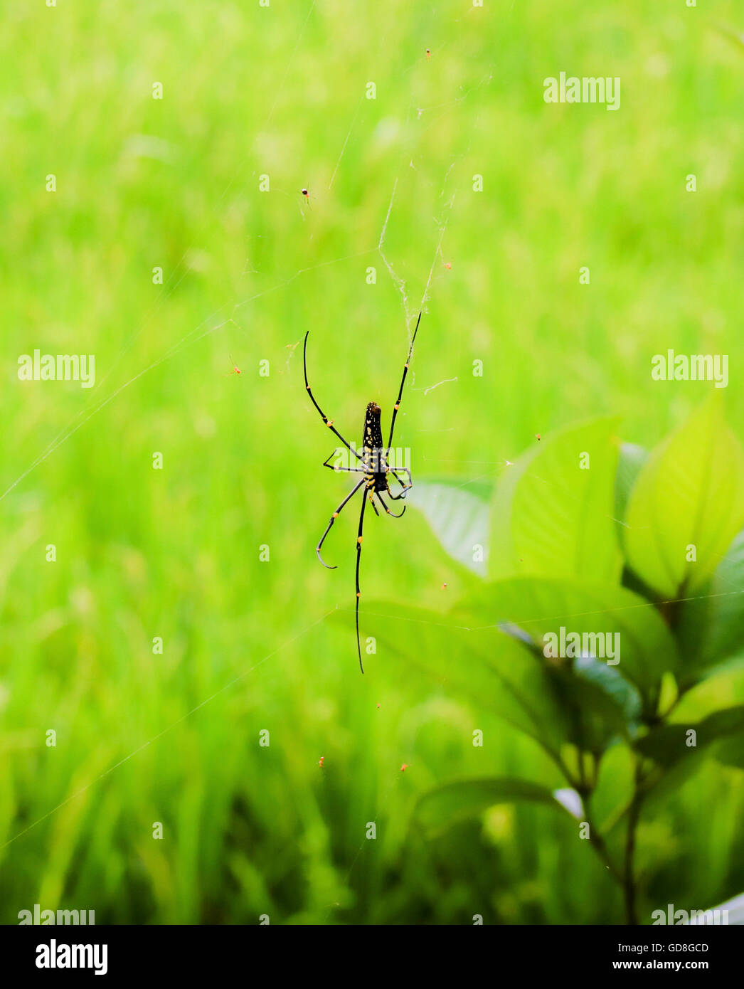 Un bambino spider dopo la pioggia .. Foto Stock