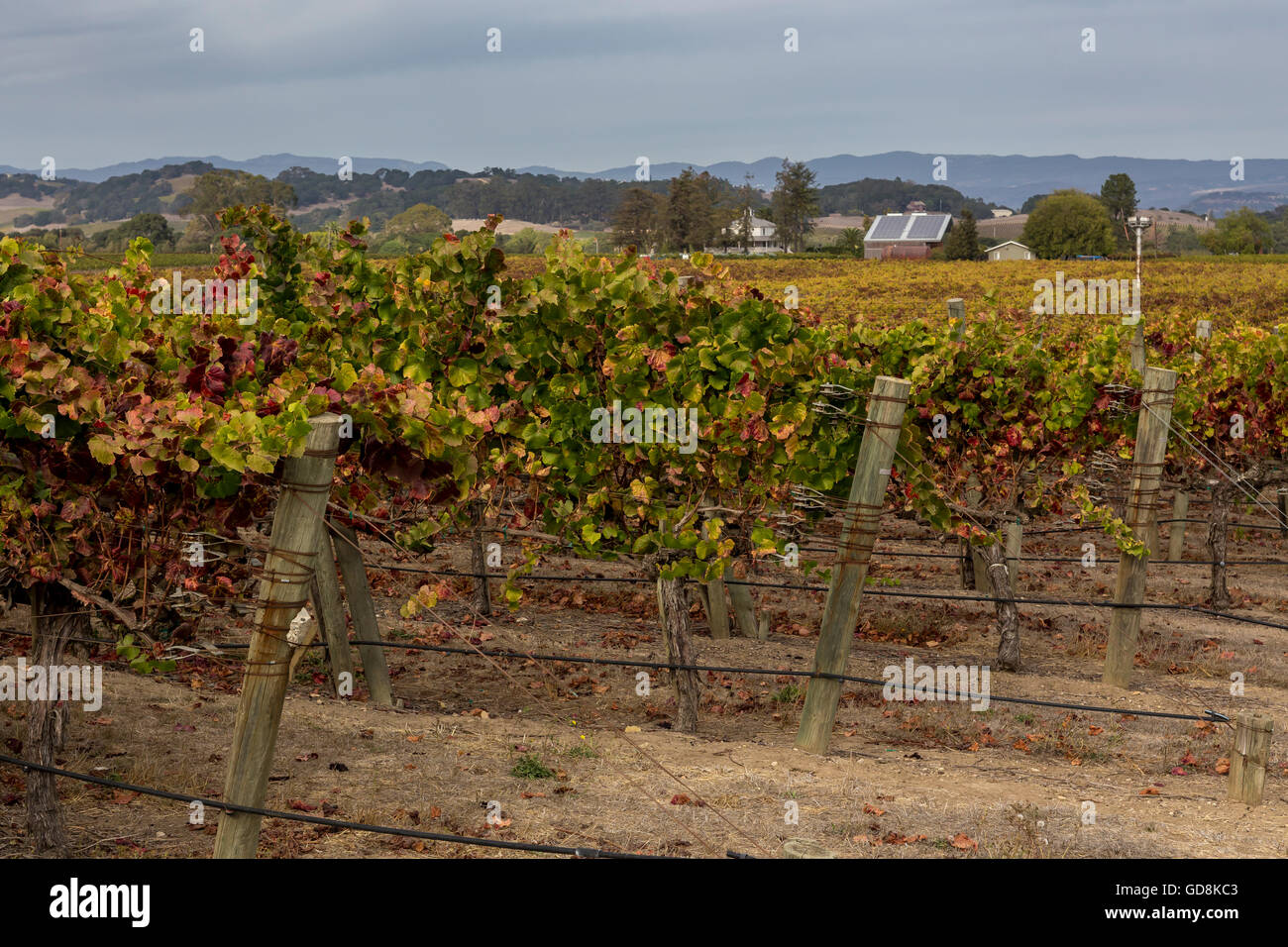 Il Pinot noir, vitigni, vigneto, vigneti, Saintsbury Cantina, Carneros regione, la Valle di Napa NAPA County, California Foto Stock