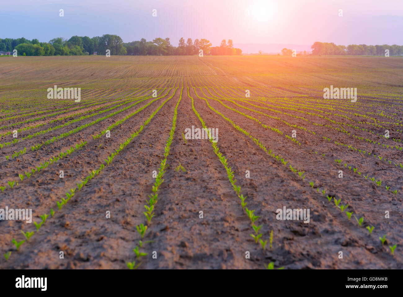 La barbabietola da zucchero e di campo tramonto Foto Stock