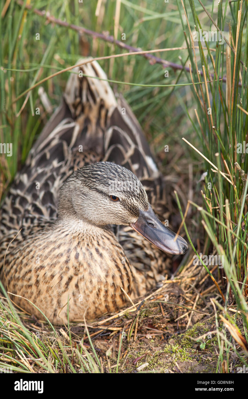 Mallard Duck (Anas platyrhynchos). Seduti sul nido. Di recente costruzione sito nido tra i giunchi (Juncus sp. ) Sul terreno. Qui aggiungendo materiale . Foto Stock