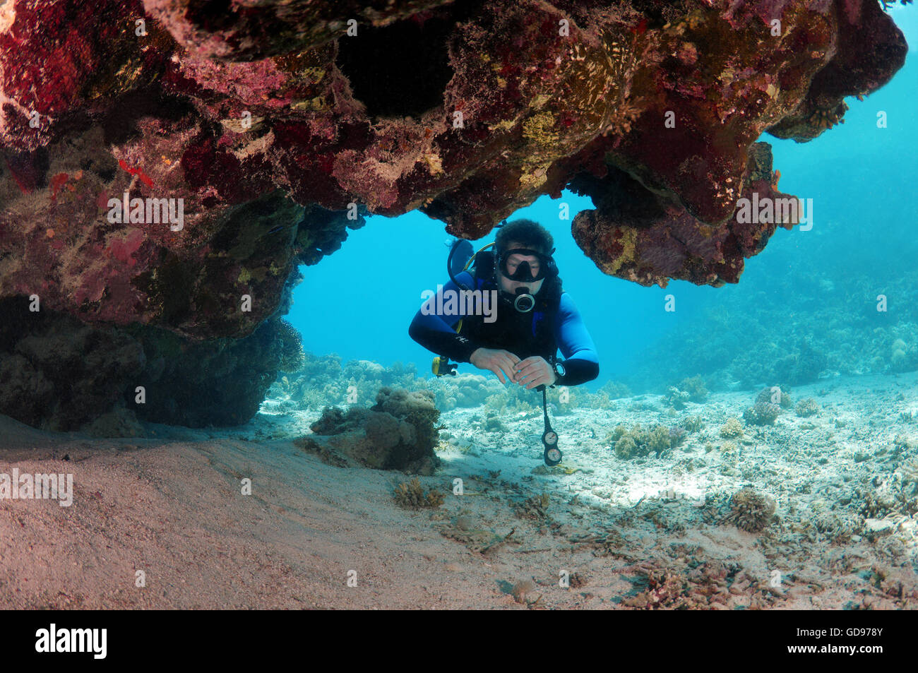 Femmina subacqueo con una barriera corallina, Mar Rosso, Egitto, Africa Foto Stock
