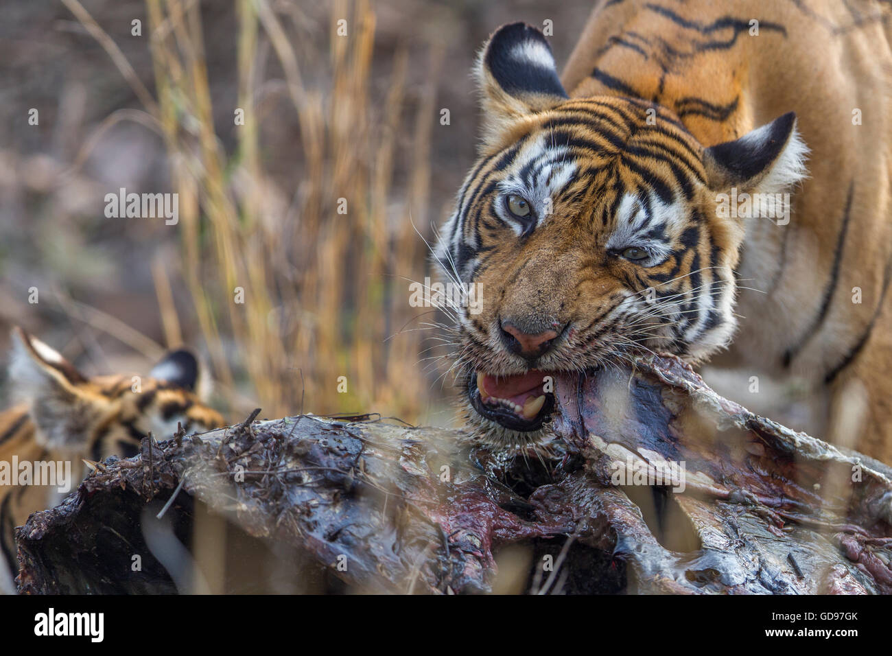 Tigre del Bengala famiglia mangiare un kill di Nilgai o blue bull antilope al Ranthambhore, India. ( Panthera Tigris ) Foto Stock