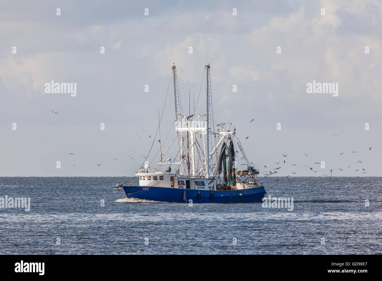 Gabbiani seguire un commerciale barca da gamberetti con un fresco pesce pescato nel porto di Biloxi Mississippi Foto Stock