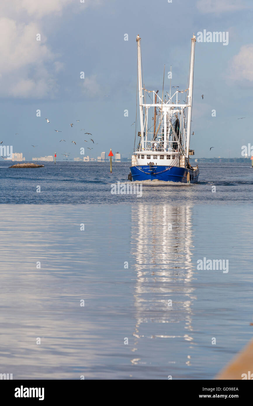 Gabbiani seguire un commerciale barca da gamberetti con un fresco pesce pescato nel porto di Biloxi Mississippi Foto Stock