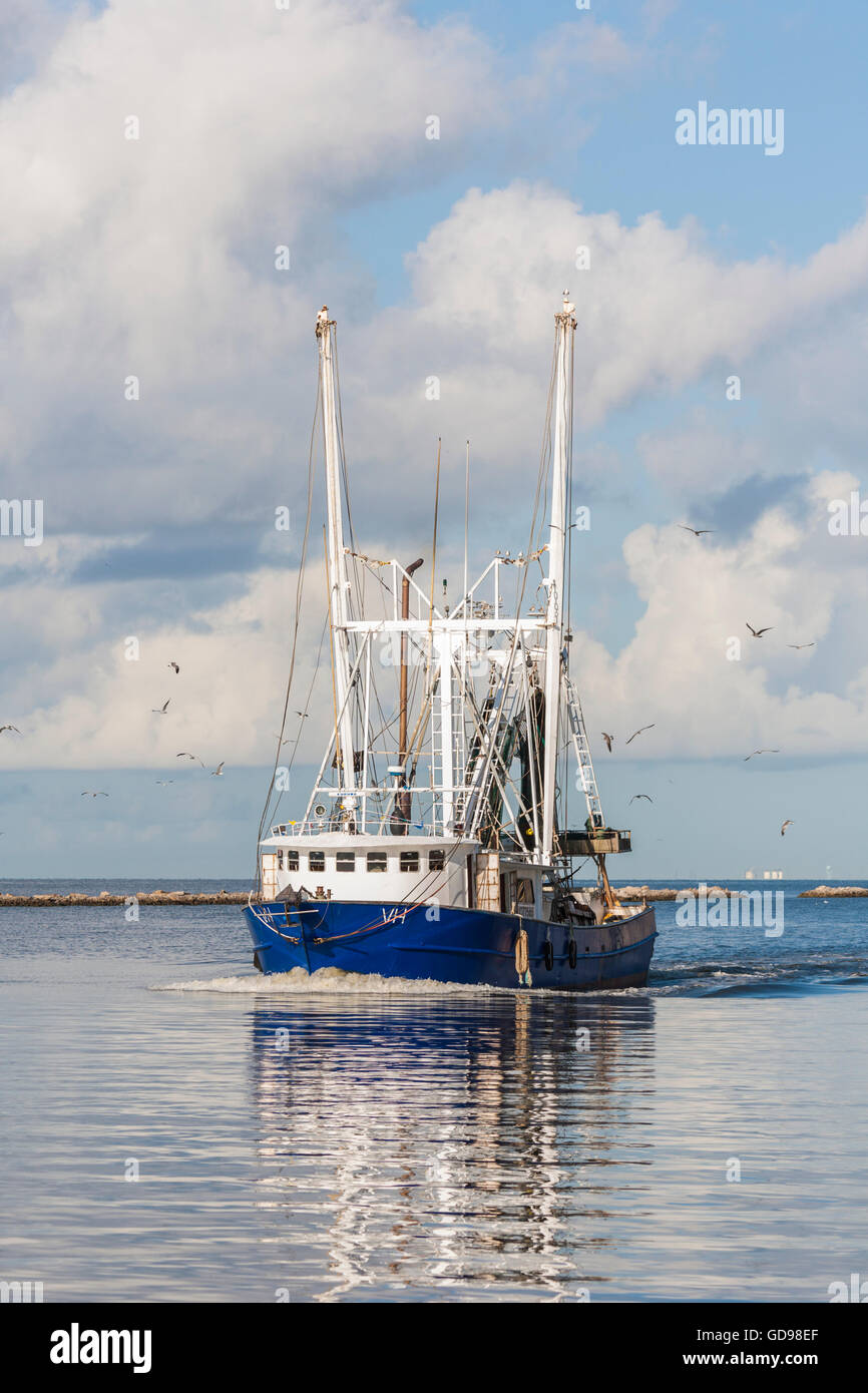 Gabbiani seguire un commerciale barca da gamberetti con un fresco pesce pescato nel porto di Biloxi Mississippi Foto Stock