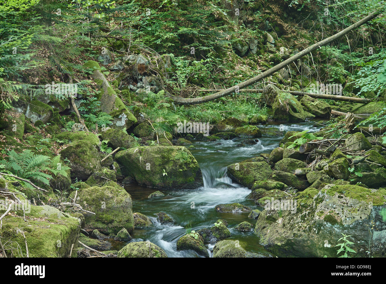 Fiume di montagna in estate verde muschio massi di pietre logs acqua corrente Foto Stock