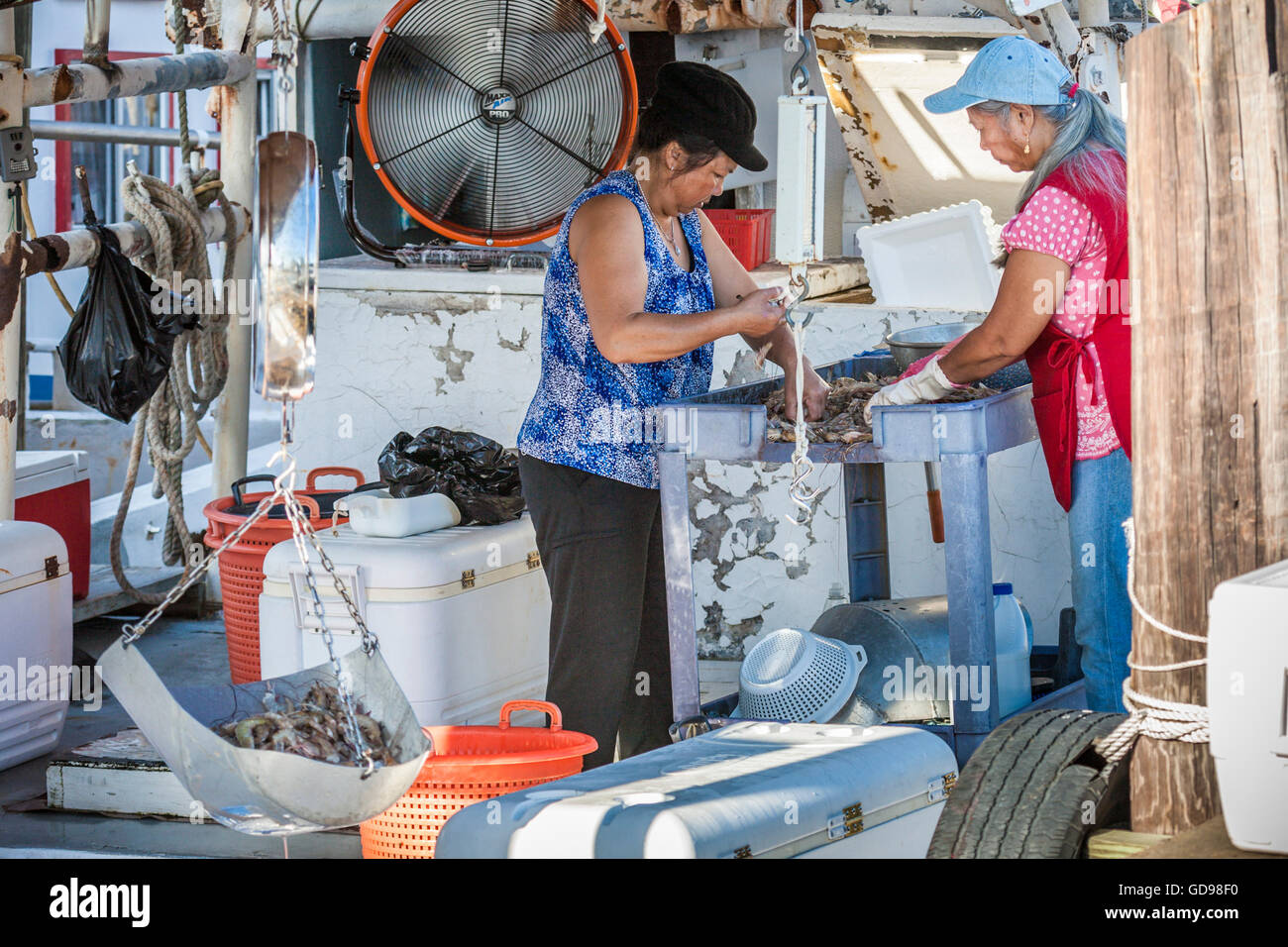Donne vietnamita di gamberi di ordinamento in base al formato per la vendita diretta presso la barca al porto commerciale in Biloxi Mississippi Foto Stock