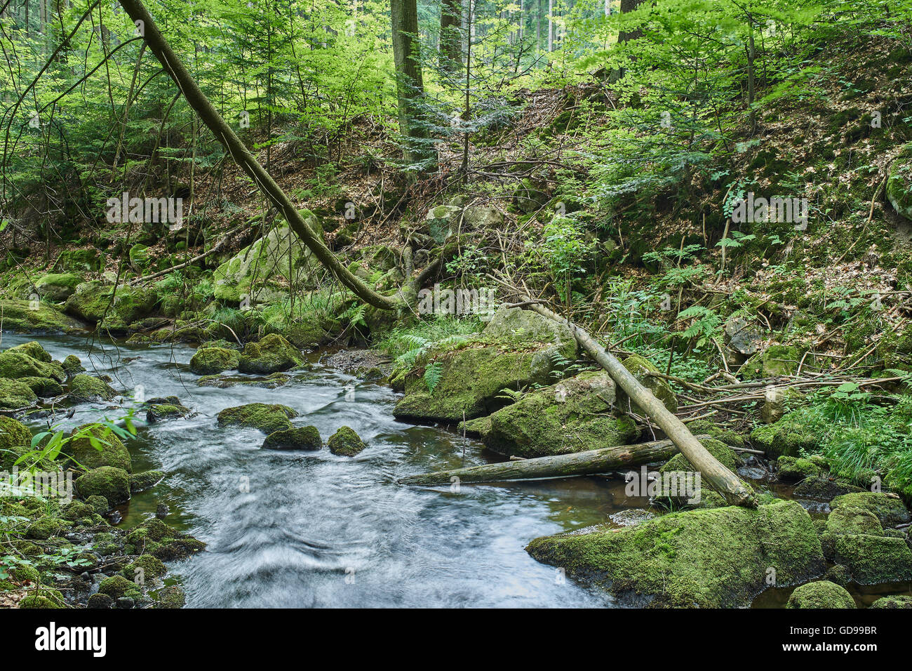 Fiume di montagna in estate verde muschio massi di pietre logs acqua corrente Foto Stock