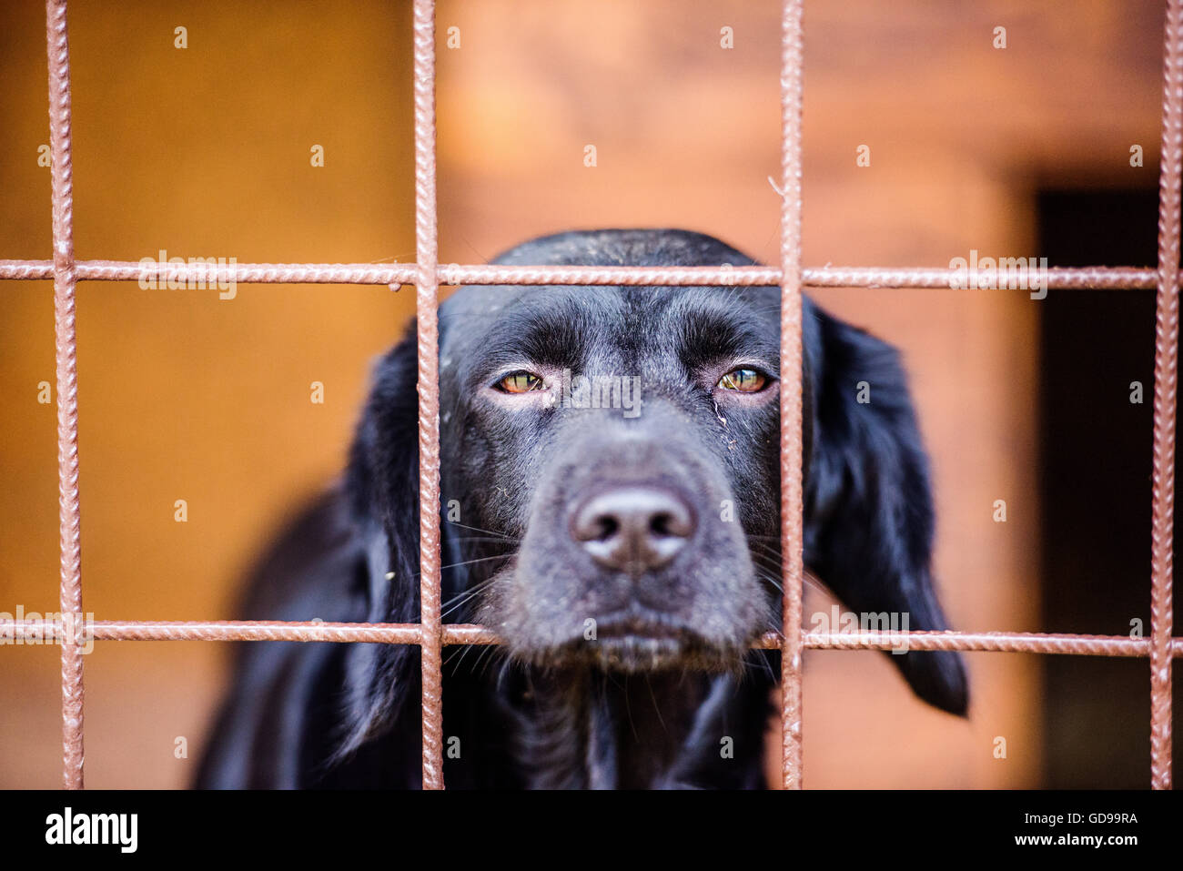 Close up di triste cane nero in gabbia Foto Stock