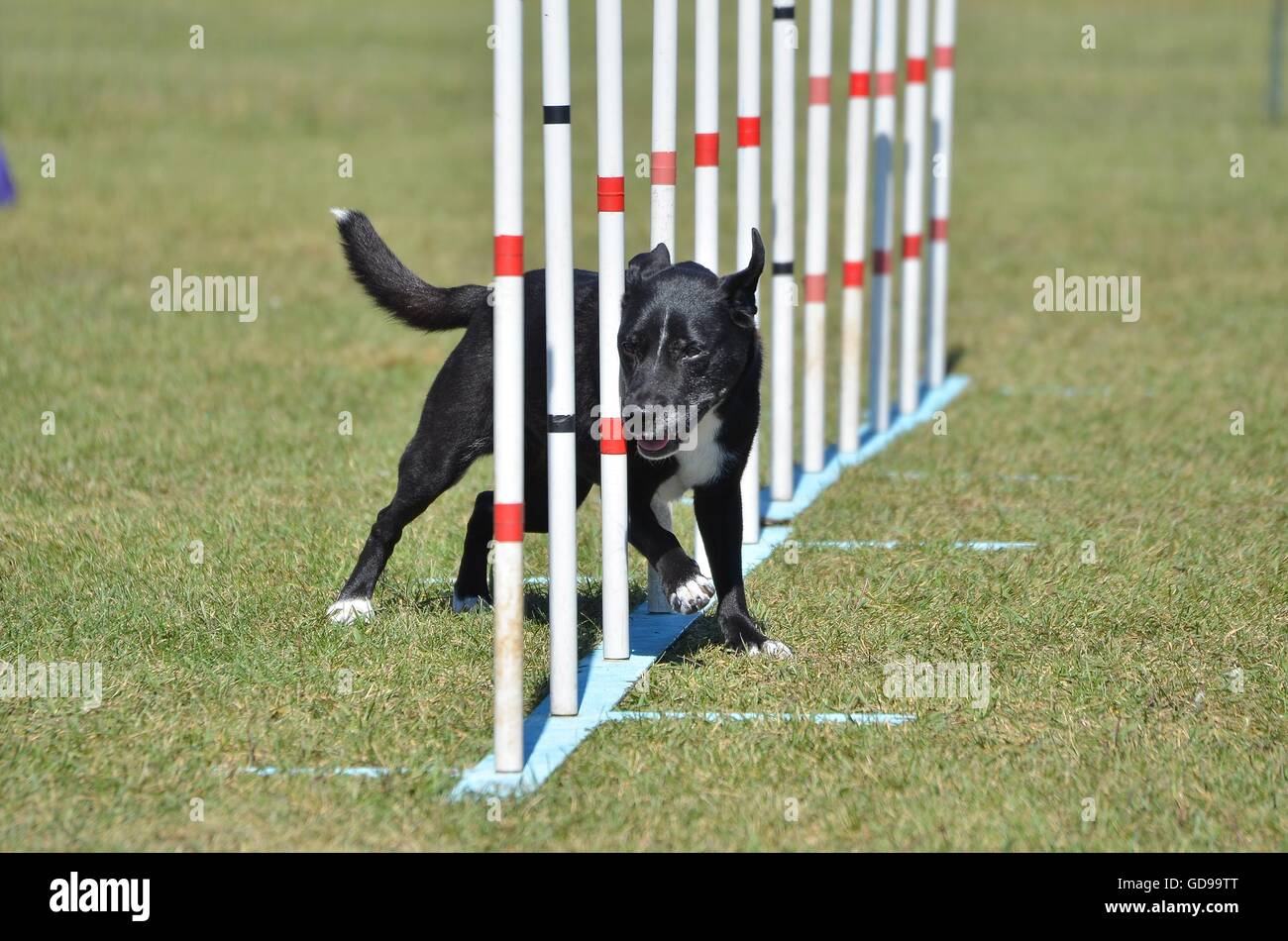 Mixed-Breed cane fa poli di armatura al cane prova di agilità Foto Stock