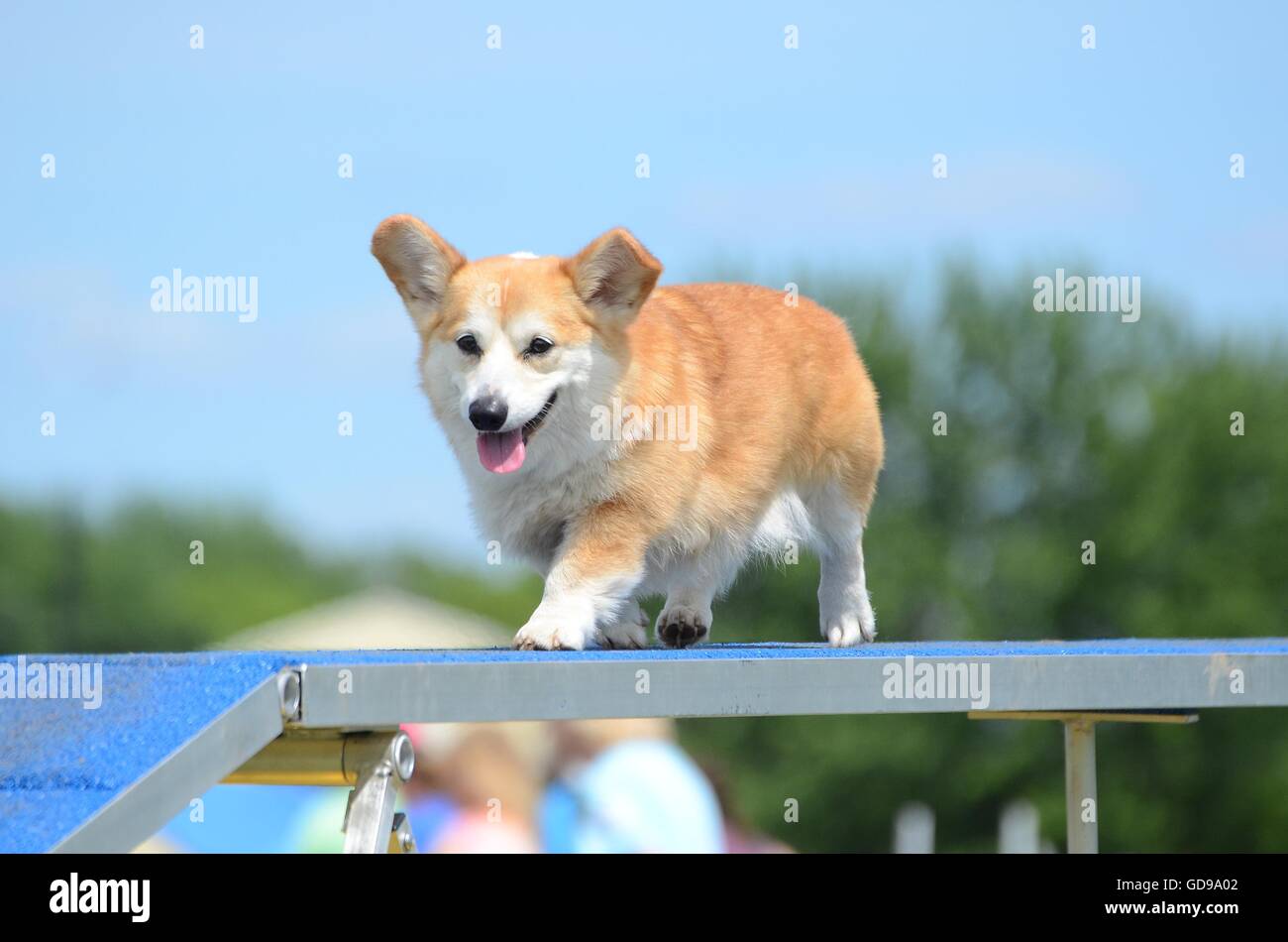 Pembroke Welch Corgi in esecuzione su un cane a camminare a una versione di prova di agilità Foto Stock