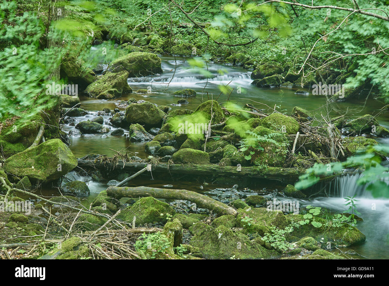 Fiume di montagna in estate verde muschio massi di pietre logs acqua corrente Foto Stock