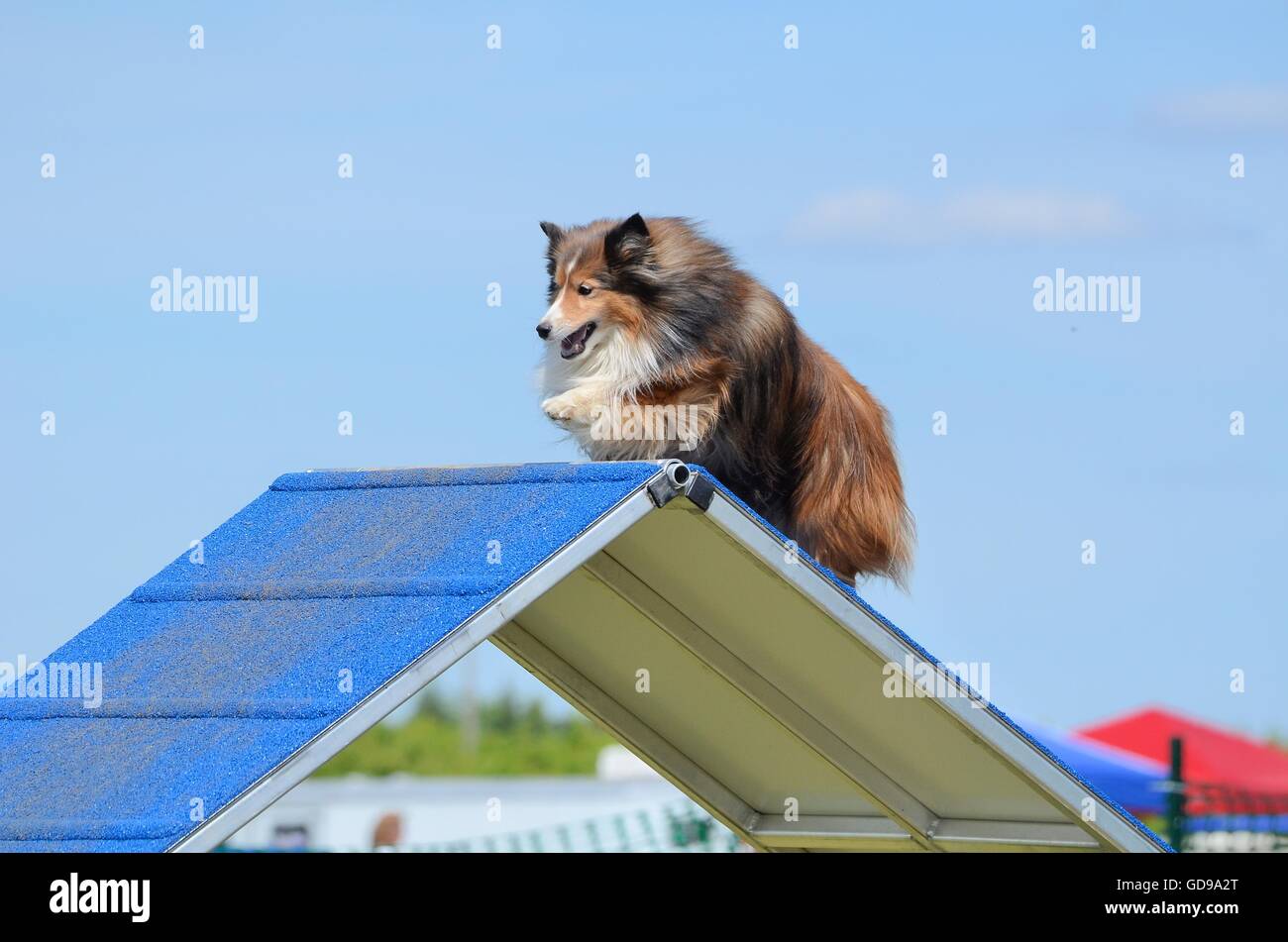 Tricolore Shetland Sheepdog (Sheltie) Salendo Un Un-cornice al cane prova di agilità Foto Stock