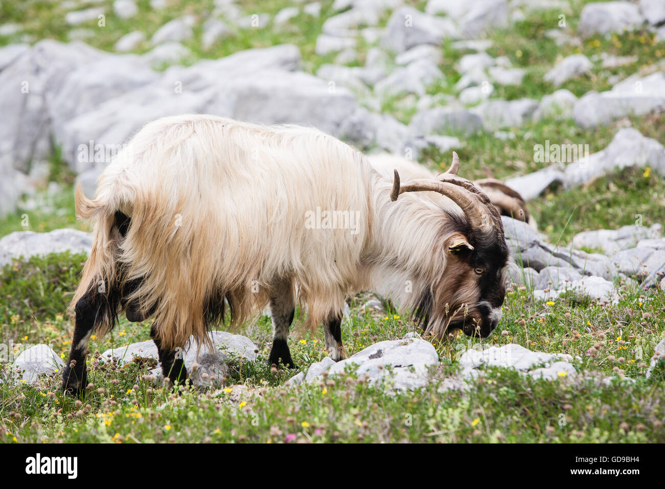 Escursionismo, in Picos de Europa,Europa Parco Nazionale,Spagna, Foto Stock