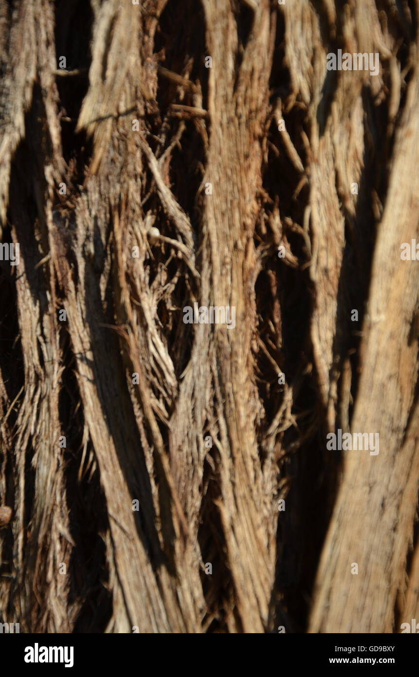 Corteccia, albero, superficie, closeup, rilievo, ruvida, nessuno, naturali, agricoltura, marrone, crack, scanalati deciduo, oliva, Foto Stock