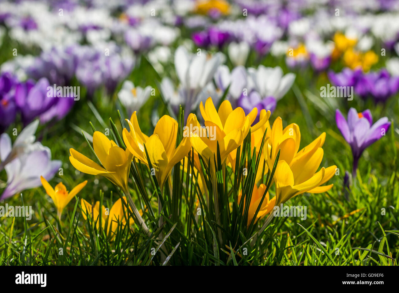 Il giallo di crochi in primavera in erba verde Foto Stock