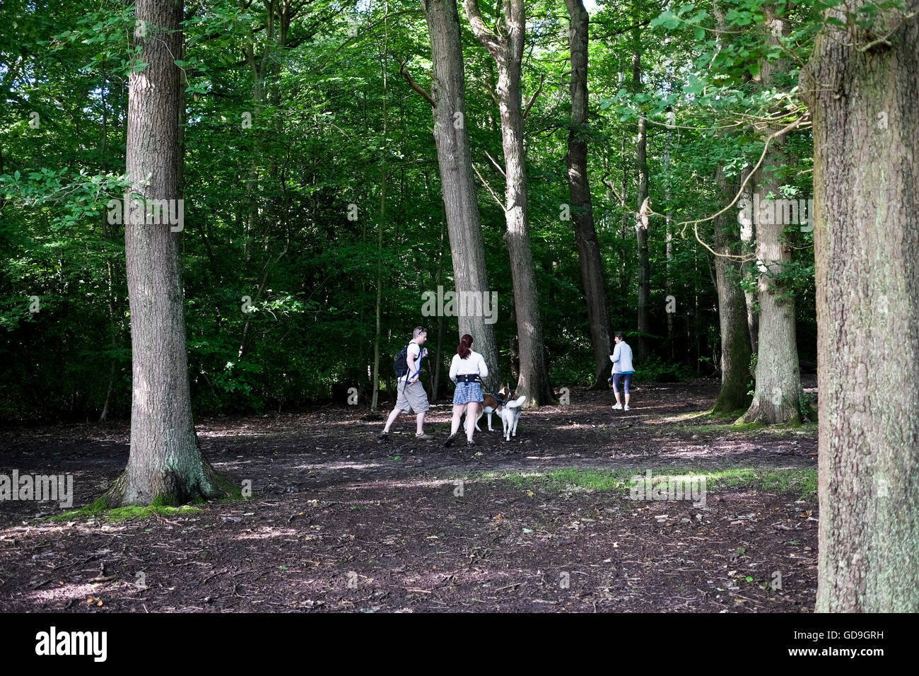 La gente a piedi i loro cani attraverso un bosco in Brentwood Essex England Regno Unito Foto Stock