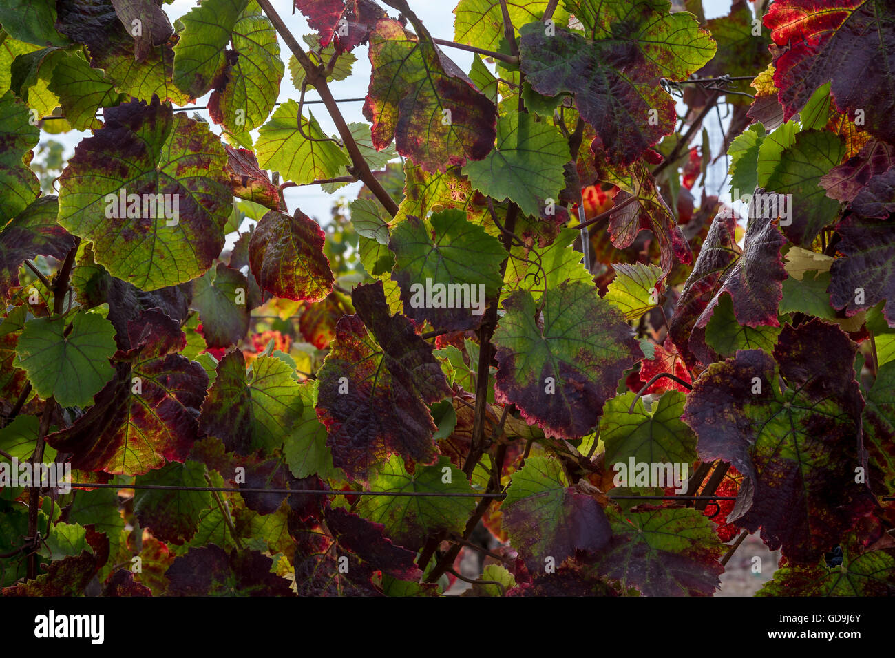 Il Pinot noir, vitigni, vigneto, vigneti, Saintsbury Cantina, Carneros regione, la Valle di Napa NAPA County, California Foto Stock