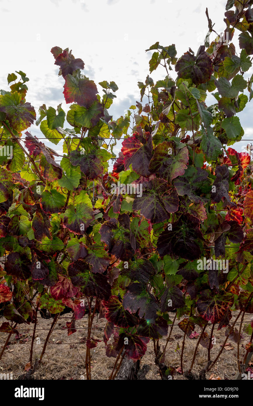 Il Pinot noir, vitigni, vigneto, vigneti, Saintsbury Cantina, Carneros regione, la Valle di Napa NAPA County, California Foto Stock