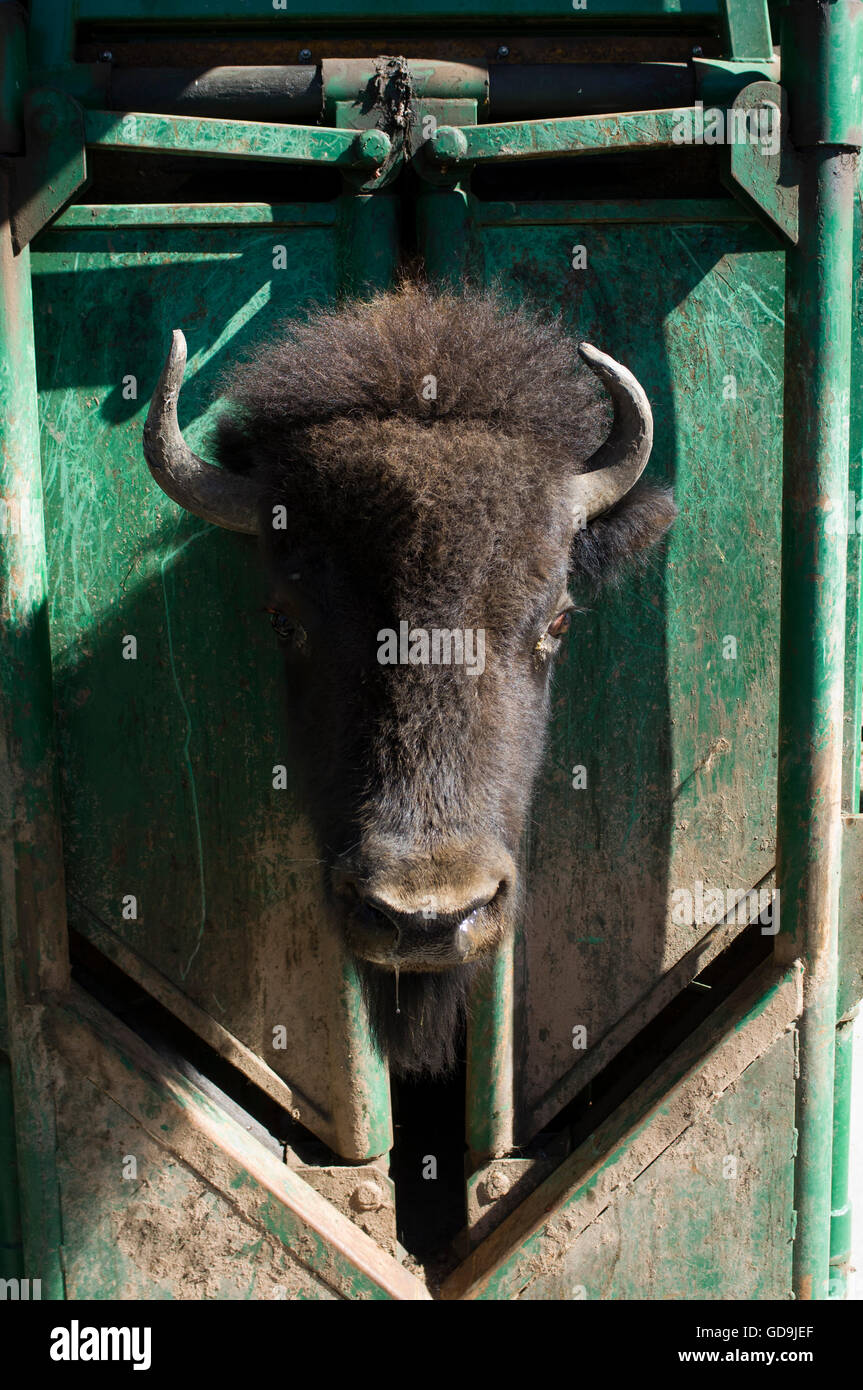 Bison essendo di marca a Bison Roundup, Custer State Park, Black Hills, Dakota del Sud, Stati Uniti d'America, America Foto Stock