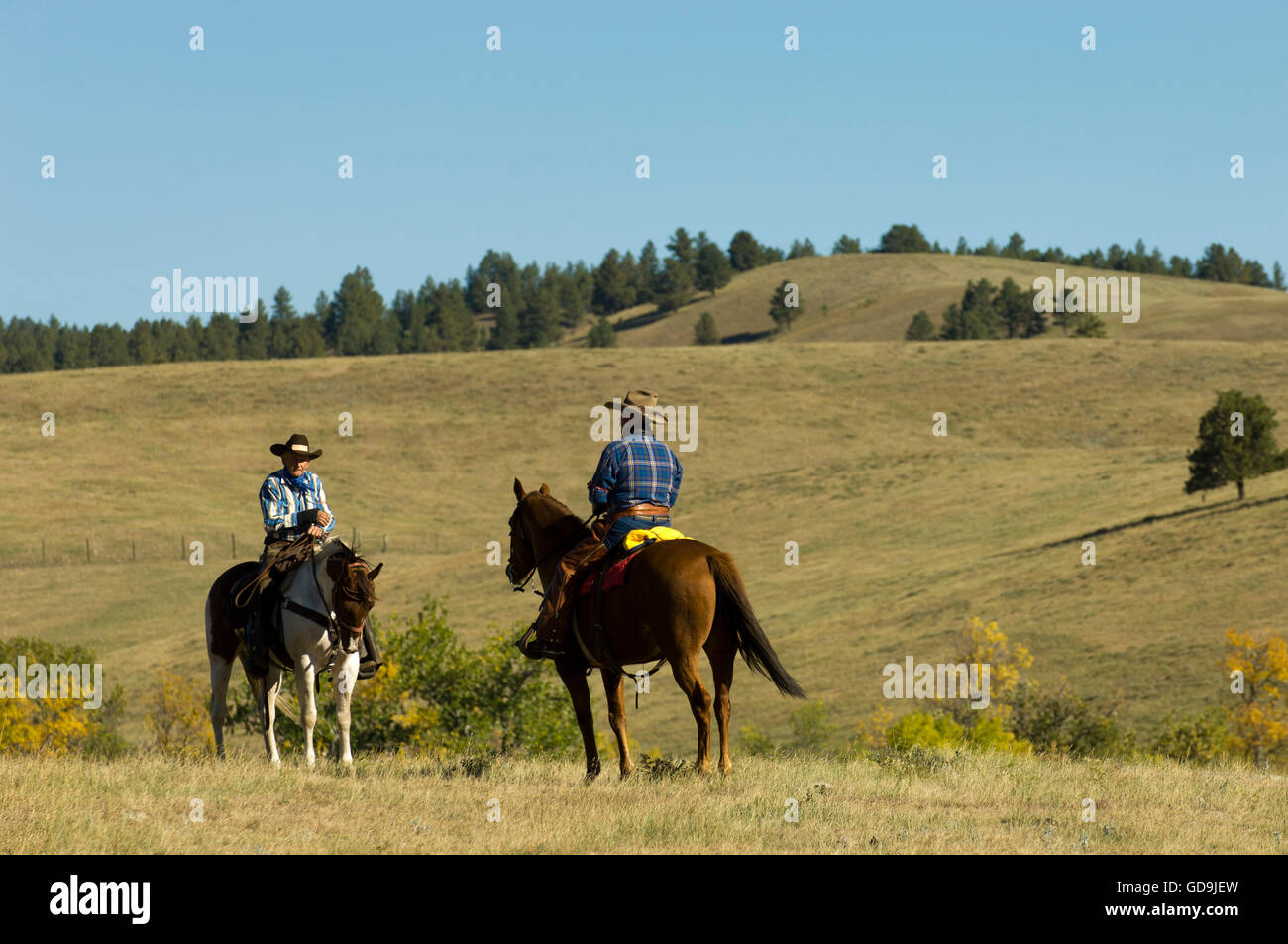 I cowboys a Bison Roundup, Custer State Park, Black Hills, Dakota del Sud, Stati Uniti d'America, America Foto Stock