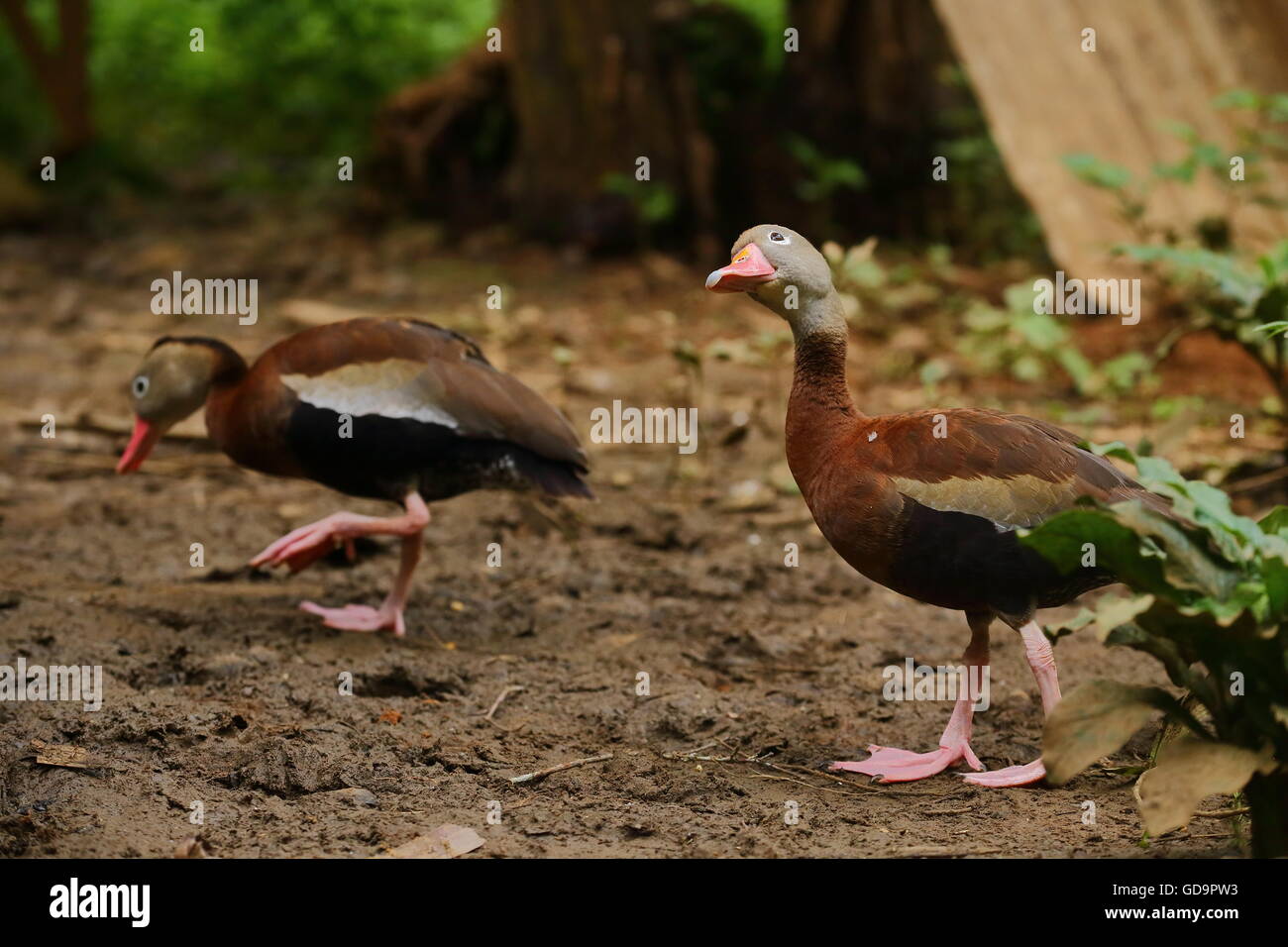 Nero fischio panciuto anatre all'aperto Foto Stock