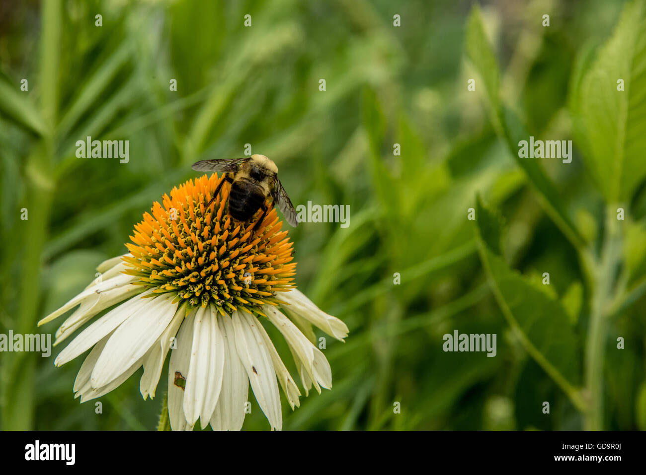 Chiusura del piccolo impianto in erba con fiori di colore bianco in prossimità del piccolo impianto in erba con fiori di colore bianco e un insetto foraggio Foto Stock