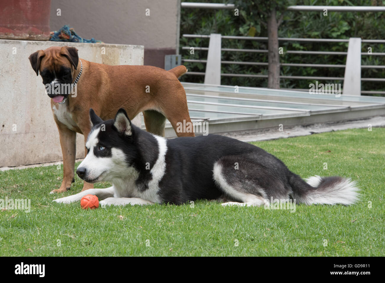 Siberian Husky e boxer Foto Stock