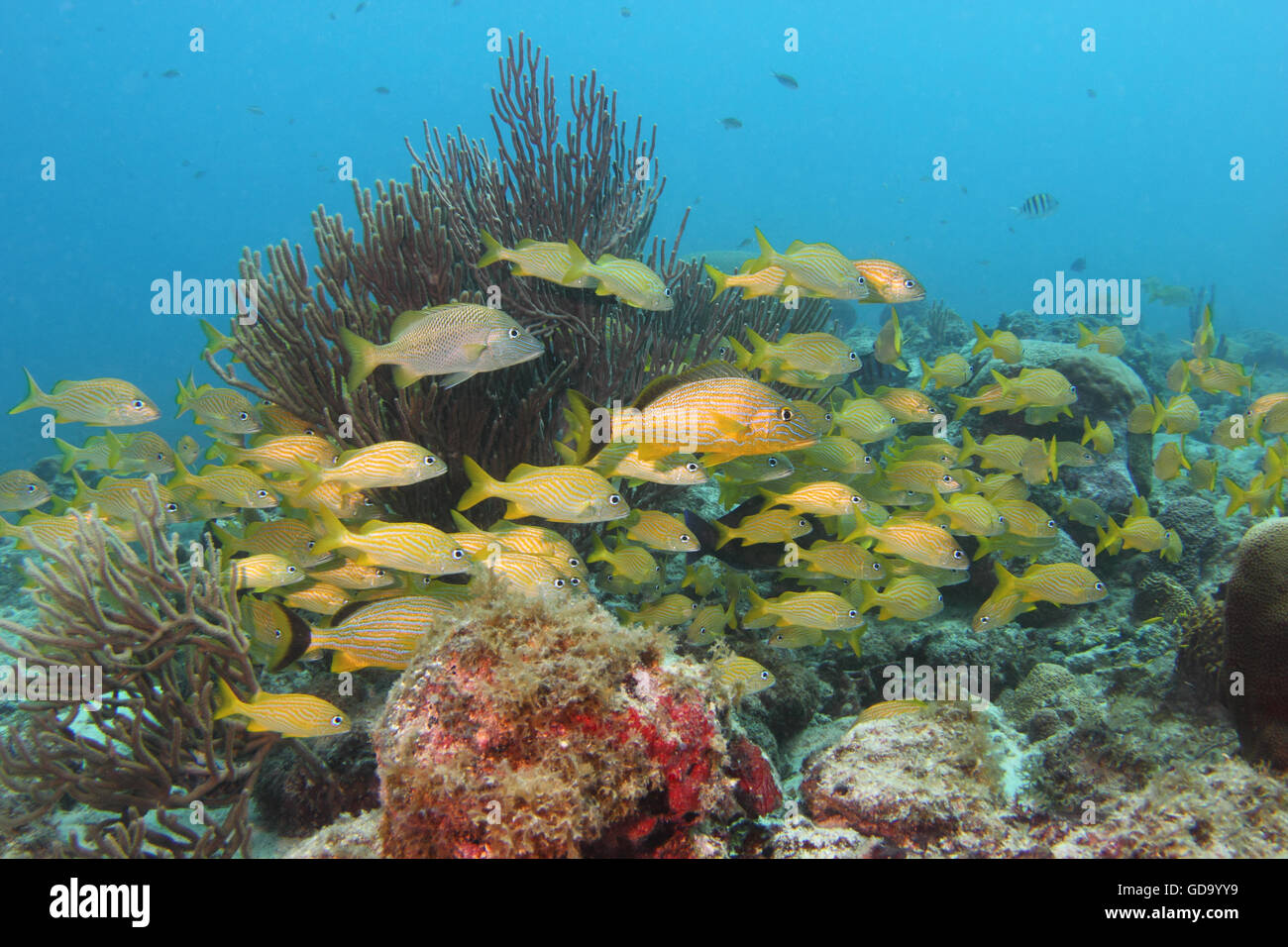 Una scuola di pesce su un reef tropicali / naufragio fuori dell'isola caraibica di Aruba. Foto Stock
