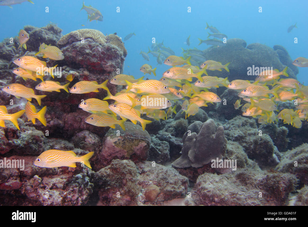 Una scuola di pesce su un reef tropicali / naufragio fuori dell'isola caraibica di Aruba. Foto Stock
