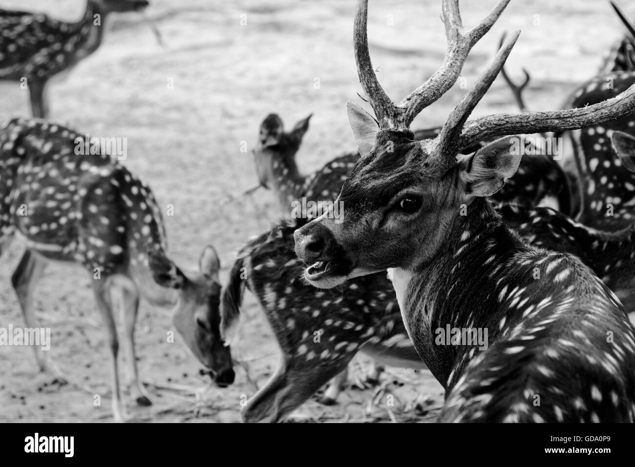 Cervo maschio Foto Stock