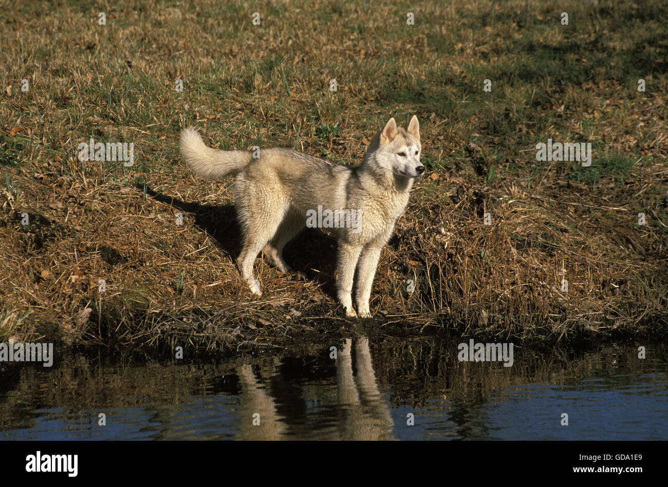 Siberian Husky cane in prossimità di acqua Foto Stock