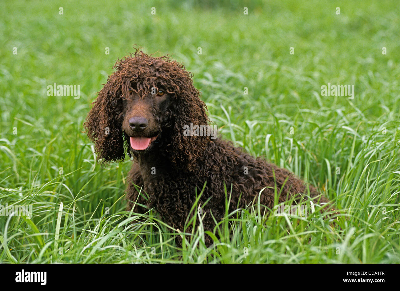 Acqua irlandese spaniel, adulto seduto in erba lunga Foto Stock