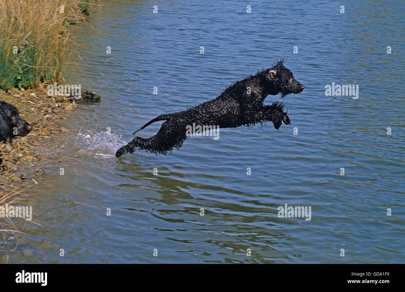 Acqua irlandese spaniel, adulti saltando in acqua Foto Stock