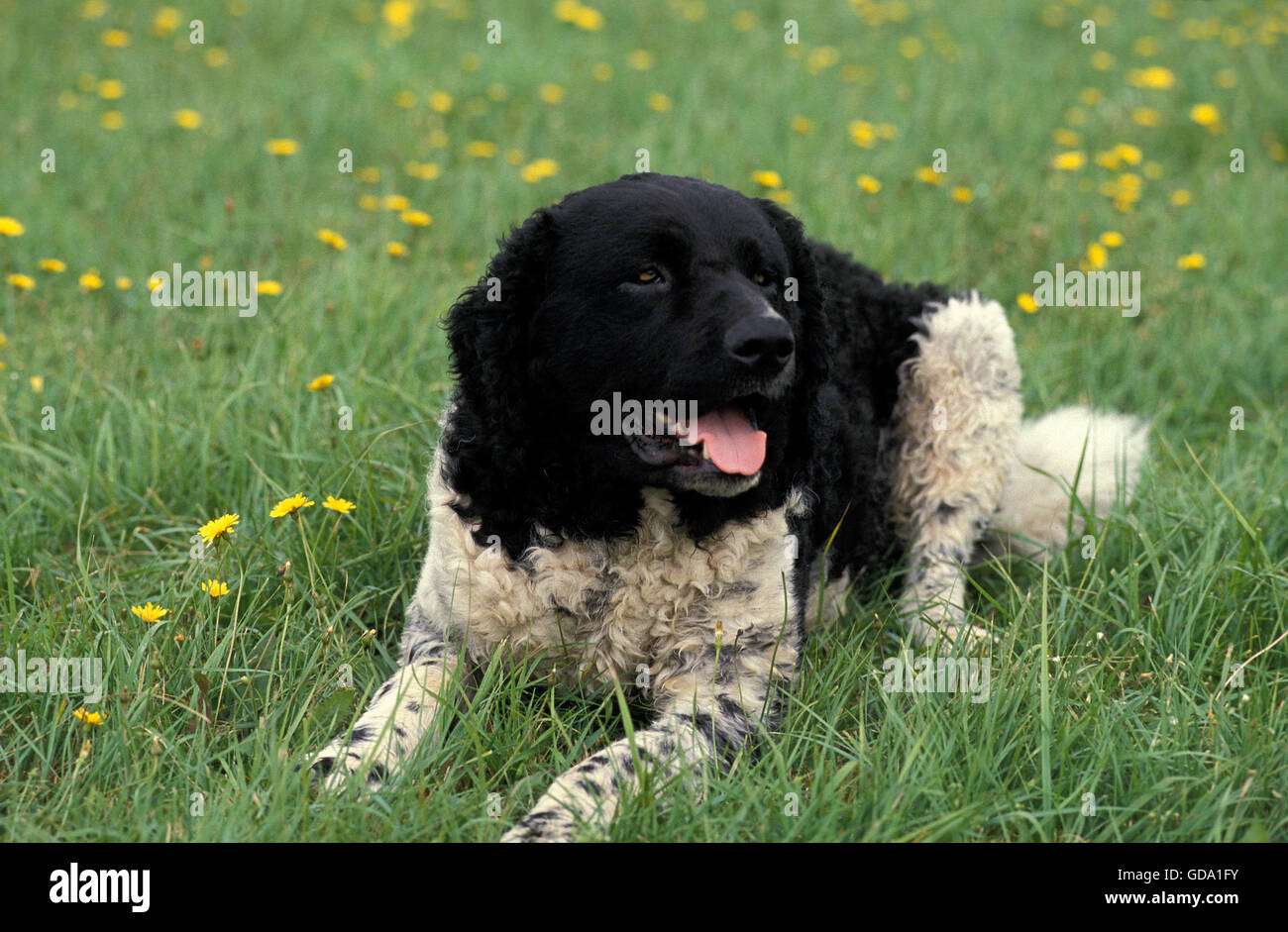 Frisone acqua cane adulto, posa sull'erba Foto Stock