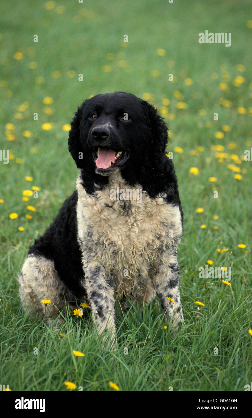 Frisone acqua, cane adulto seduto sull'erba Foto Stock