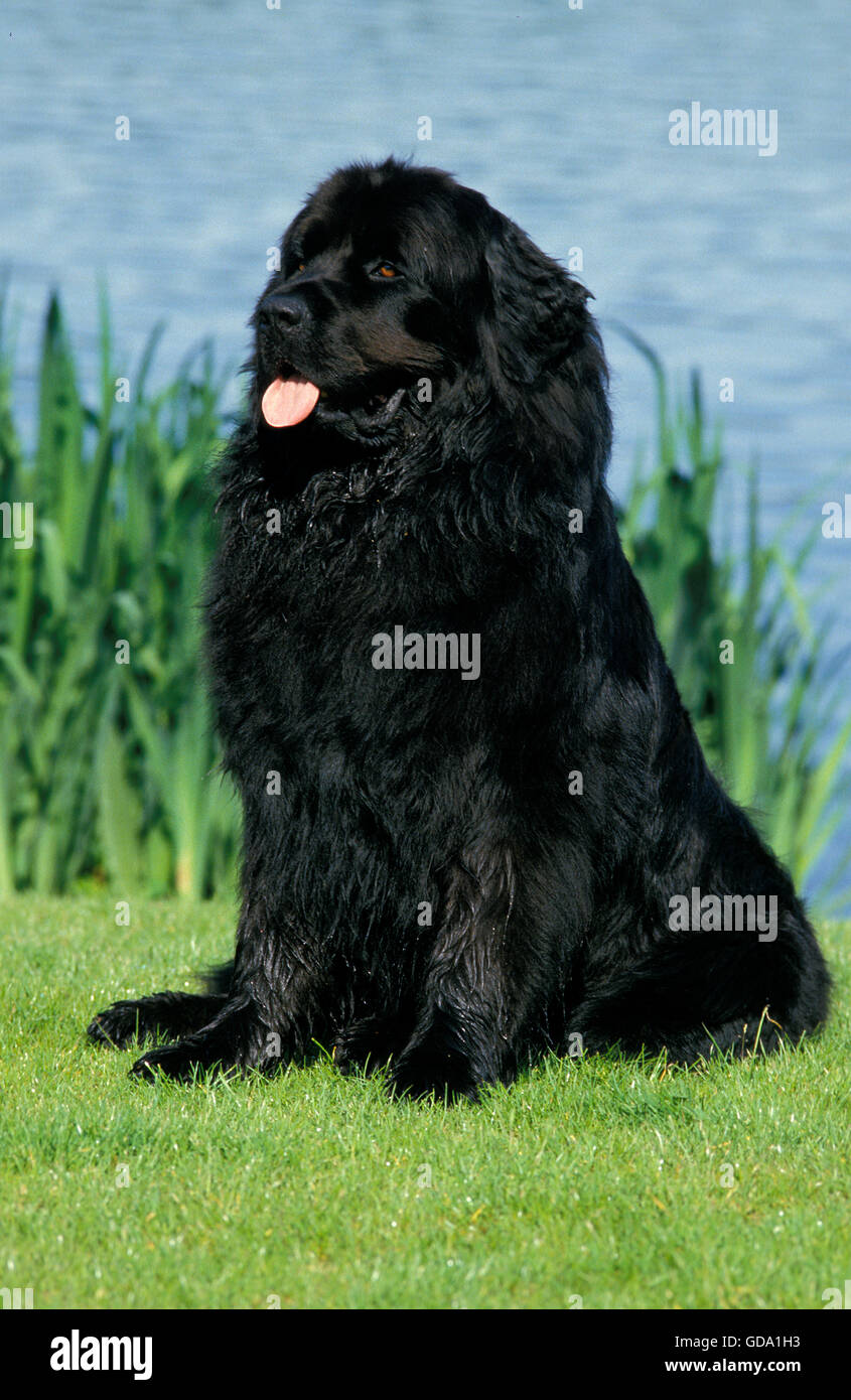Terranova cane seduto in prossimità di acqua Foto Stock