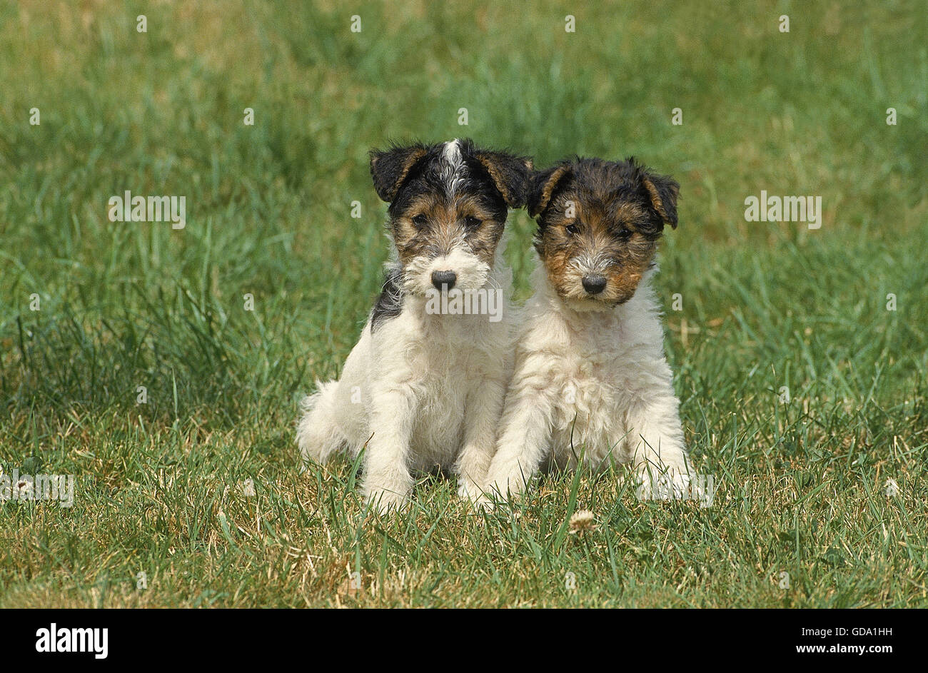 WIRE-haired fox terrier cane, cuccioli seduto sull'erba Foto Stock