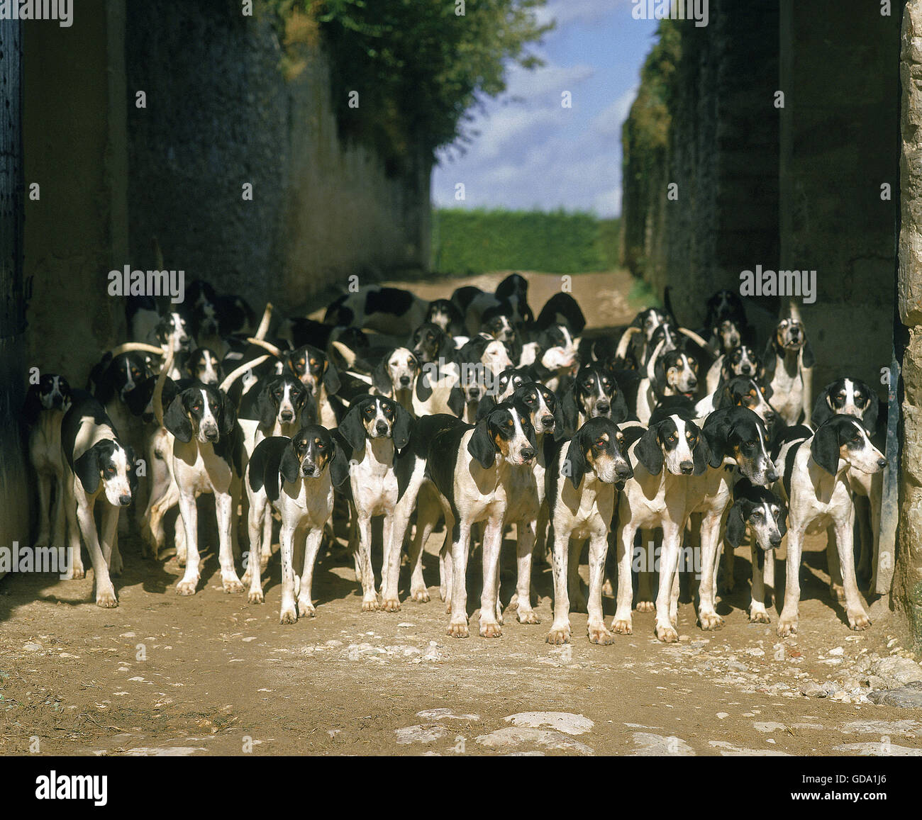 Grande anglo-francese bianco e nero Hound, Pack per la caccia alla volpe Foto Stock